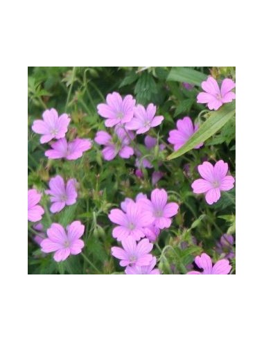 Geranium vivace Rose Clair