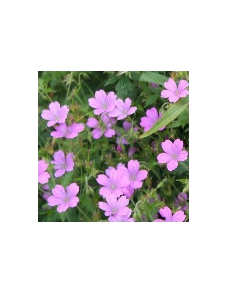 Geranium vivace Rose Clair