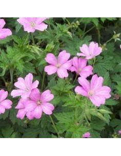 Geranium vivace Rose Clair