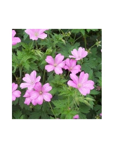 Geranium vivace Rose Clair