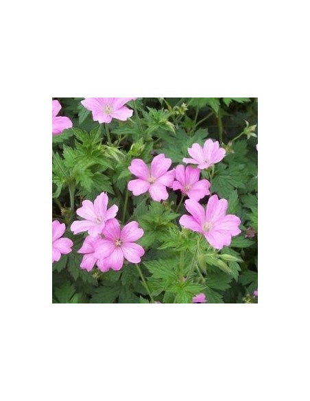 Geranium vivace Rose Clair