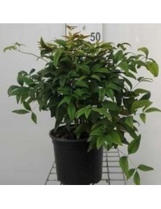 Bambou sacré Firepower 2