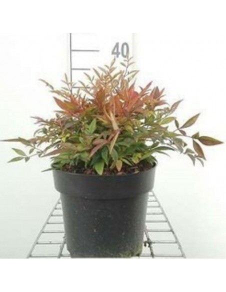 Bambou sacré Gulf Stream