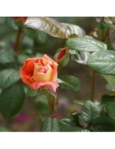 Rosier Louis de Funès 2