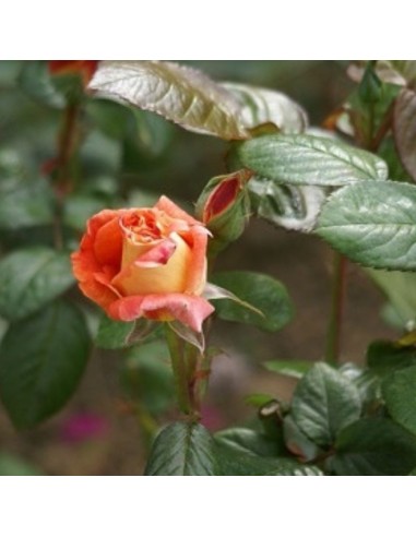 Rosier Louis de Funès