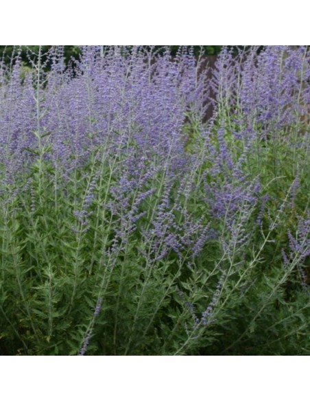 Sauge d'Afghanistan little spire Sauge d'Afghanistan little spire