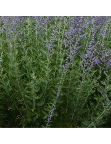 Sauge d'Afghanistan little spire