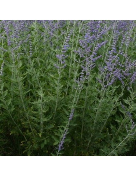 Sauge d'Afghanistan little spire Sauge d'Afghanistan little spire