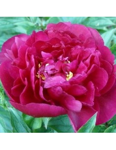 Pivoine de Chine "Felix Crousse"