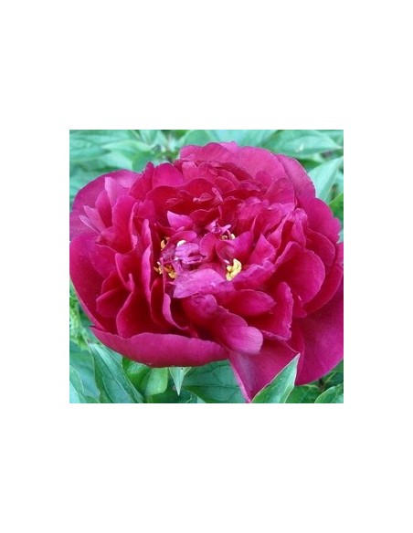Pivoine de Chine "Felix Crousse"