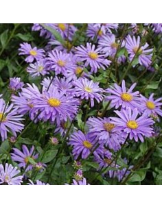 Aster Frikartii Jungfrau