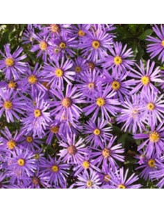 Aster Frikartii Jungfrau 2