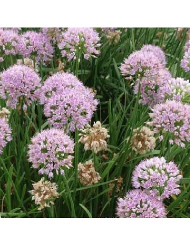 Ail glauque
