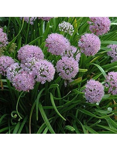 Ail glauque
