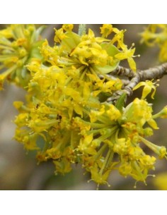 Cornouiller mâle - Cornus Mas 2