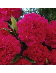 Pivoine de Chine "Karl Rosenfield" 2