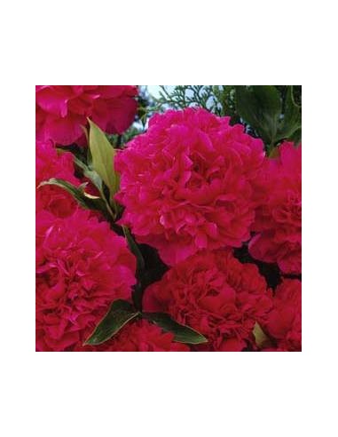 Pivoine de Chine "Karl Rosenfield"