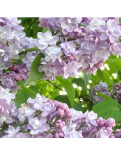 Lilas commun Michel Buchner