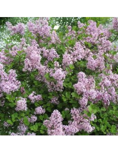 Lilas commun Michel Buchner 2