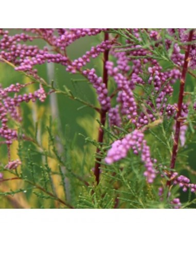 Tamaris d'été pink cascade