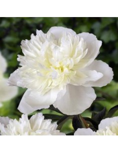 Pivoine de Chine "duchesse de Nemours"