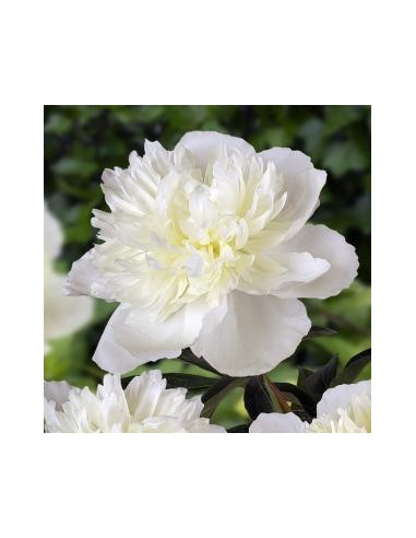 Pivoine de Chine "duchesse de Nemours"