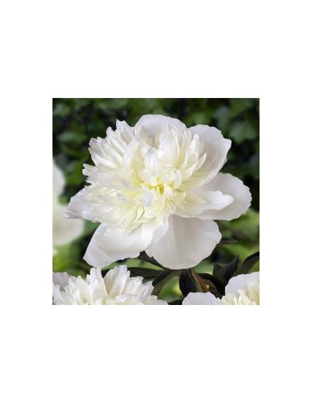 Pivoine de Chine "duchesse de Nemours"