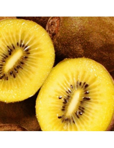 Kiwai jaune Golden kiwi