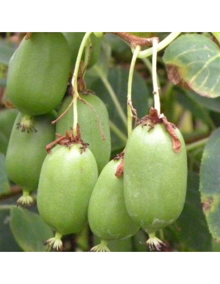 Kiwai jaune Golden kiwi