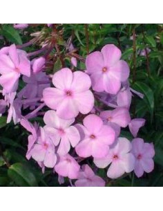 Phlox maculata alpha