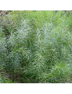 Amsonie Hubrichtii 2