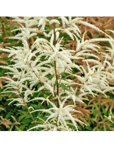 Barbe de bouc Kneiffi - Aruncus Dioicus 2
