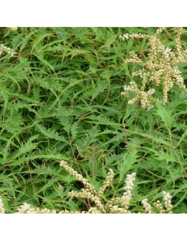 Barbe de bouc Kneiffi