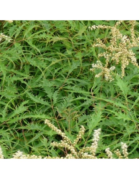 Barbe de bouc Kneiffi