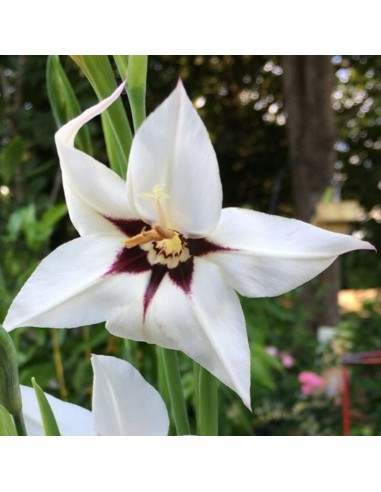 Glaïeul d'Abyssinie