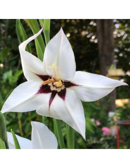 Glaïeul d'Abyssinie