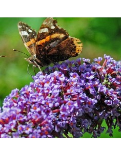 Arbre à papillons "Nahno purple"