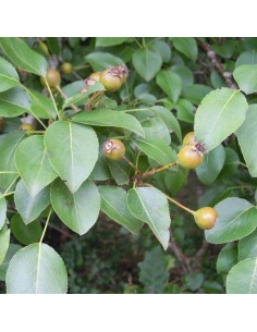 Poirier sauvage - Pyrus Pyraster 2