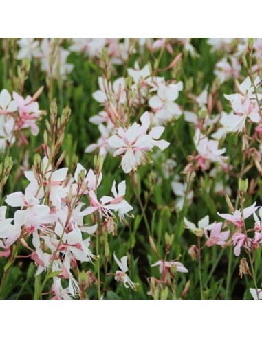 Gaura lindheimeri Short Form