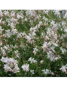 Gaura lindheimeri Short Form 2