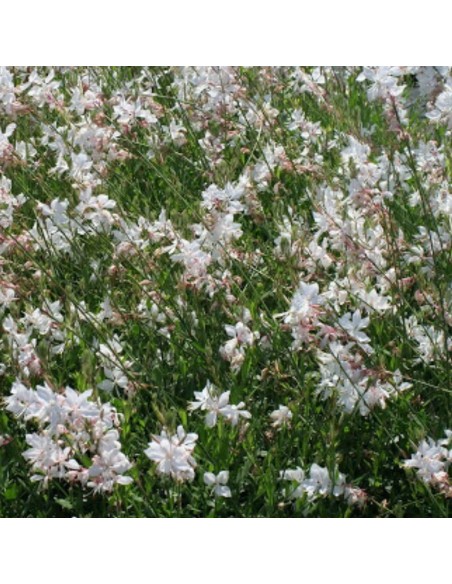 Gaura lindheimeri Short Form