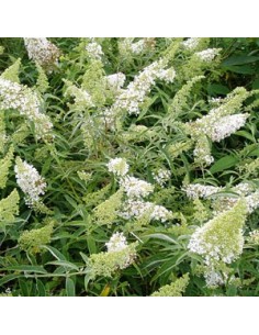 Arbre à papillons "Nahno white"