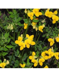 Lotier corniculé - Lotus Corniculatus 2