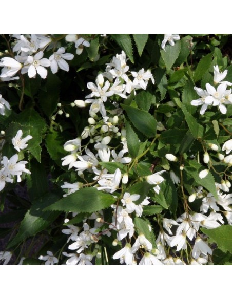Deutzia Gracilis Nikko