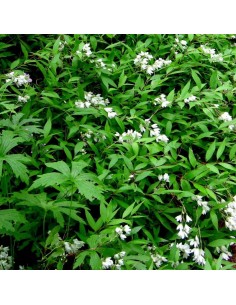 Deutzia Gracilis Nikko 2