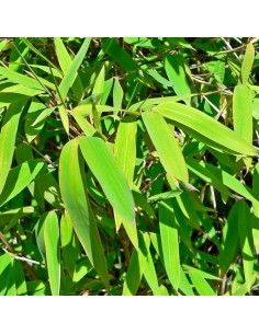 Bambou non traçant Pingwu