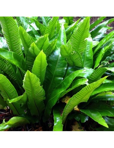 Scolopendre "langue de boeuf"