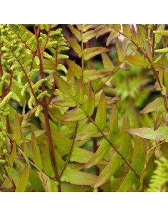 Osmonde royale "Purpurascens"