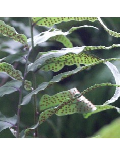 Aspidie de Fortune 2