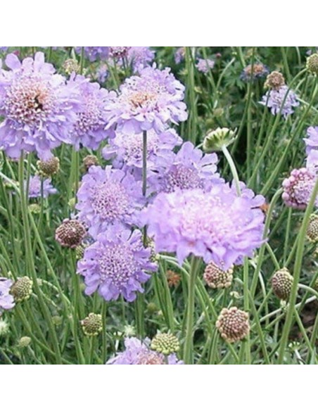 Petite scabieuse Butterfly blue